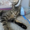 イケニャン風ですがメスです！(笑) サムネイル5