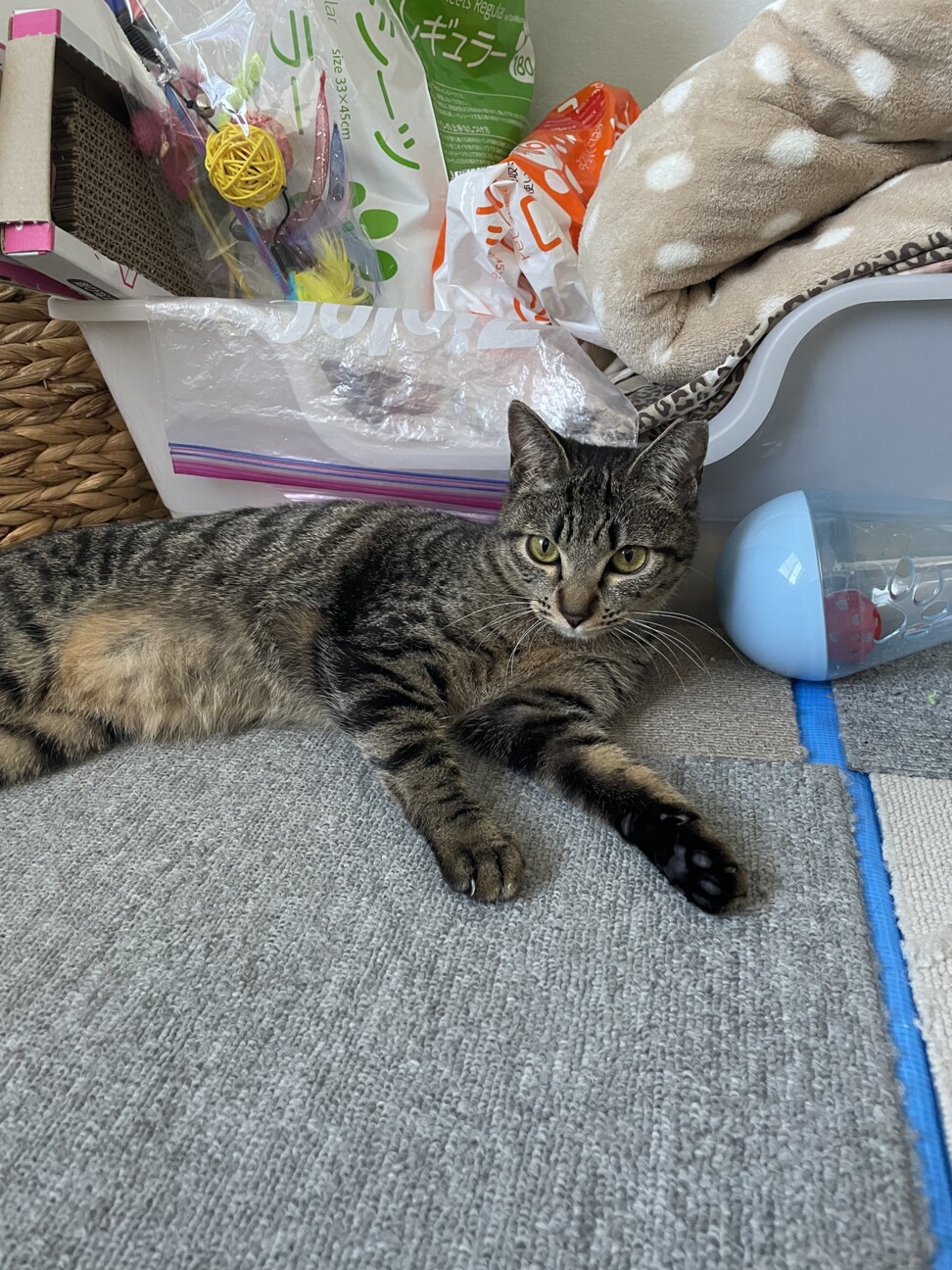 イケニャン風ですがメスです！(笑) サムネイル6