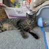 イケニャン風ですがメスです！(笑) サムネイル6