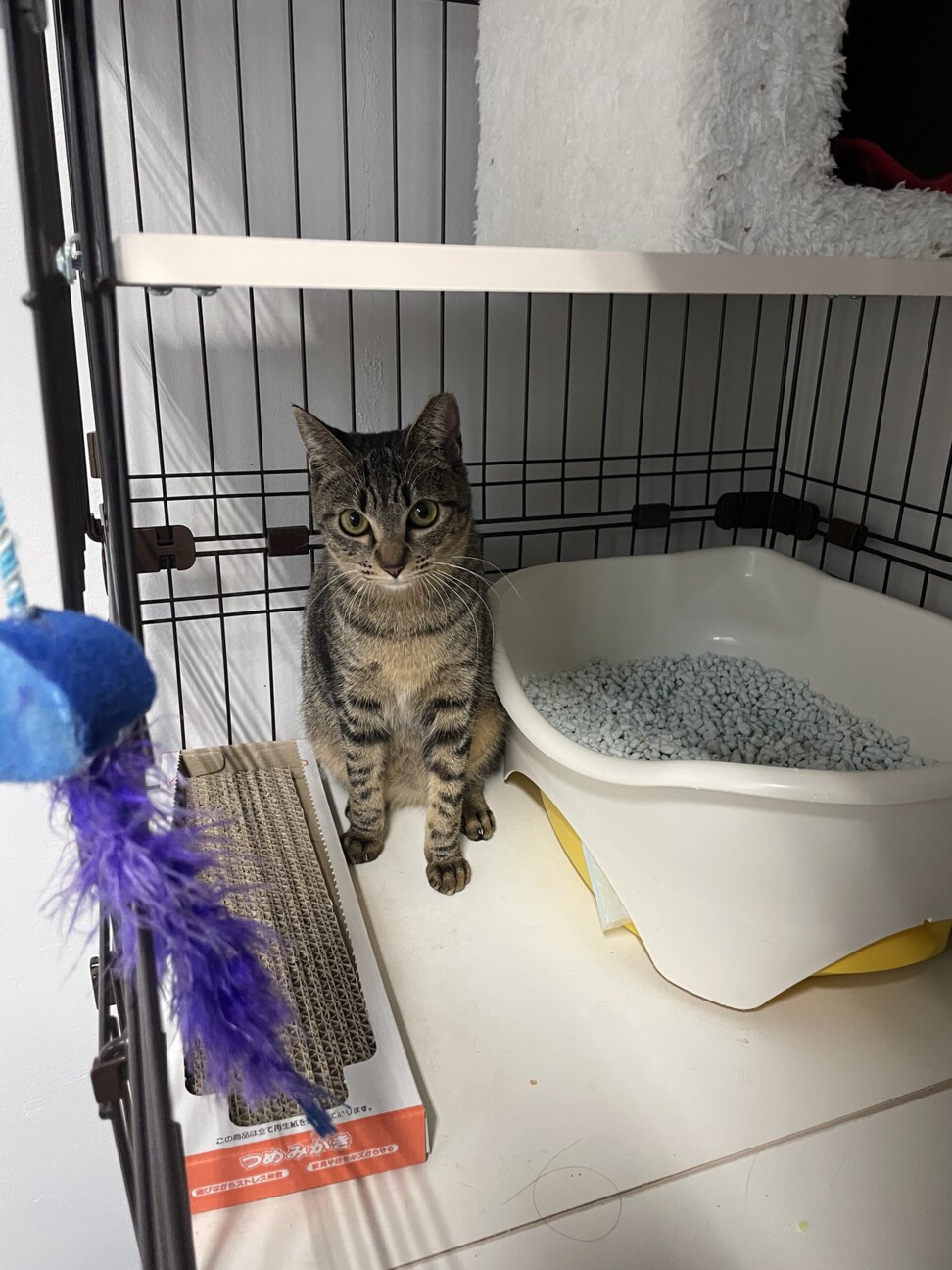 イケニャン風ですがメスです！(笑) サムネイル7