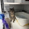 イケニャン風ですがメスです！(笑) サムネイル7