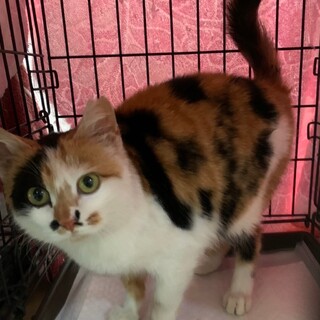 トライアル決定★ぽてぽてしてる♡三毛猫ぽっちゃん