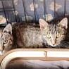 シャムミックスとキジトラ兄弟子猫 サムネイル4