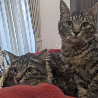 ふわふわの蕾ちゃん周君、兄妹2匹で！