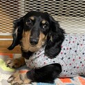 ☆ねねはちゃん☆里親さま決定☆
