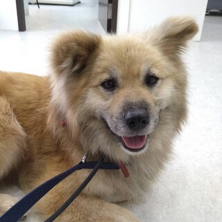 ふわふわ　ファーファ！