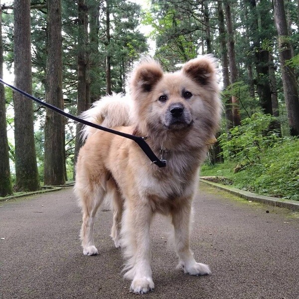 ふわふわ ファーファ 神奈川県 犬の里親募集 ペットのおうち 月間利用者150万人