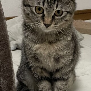 里親決定しました。