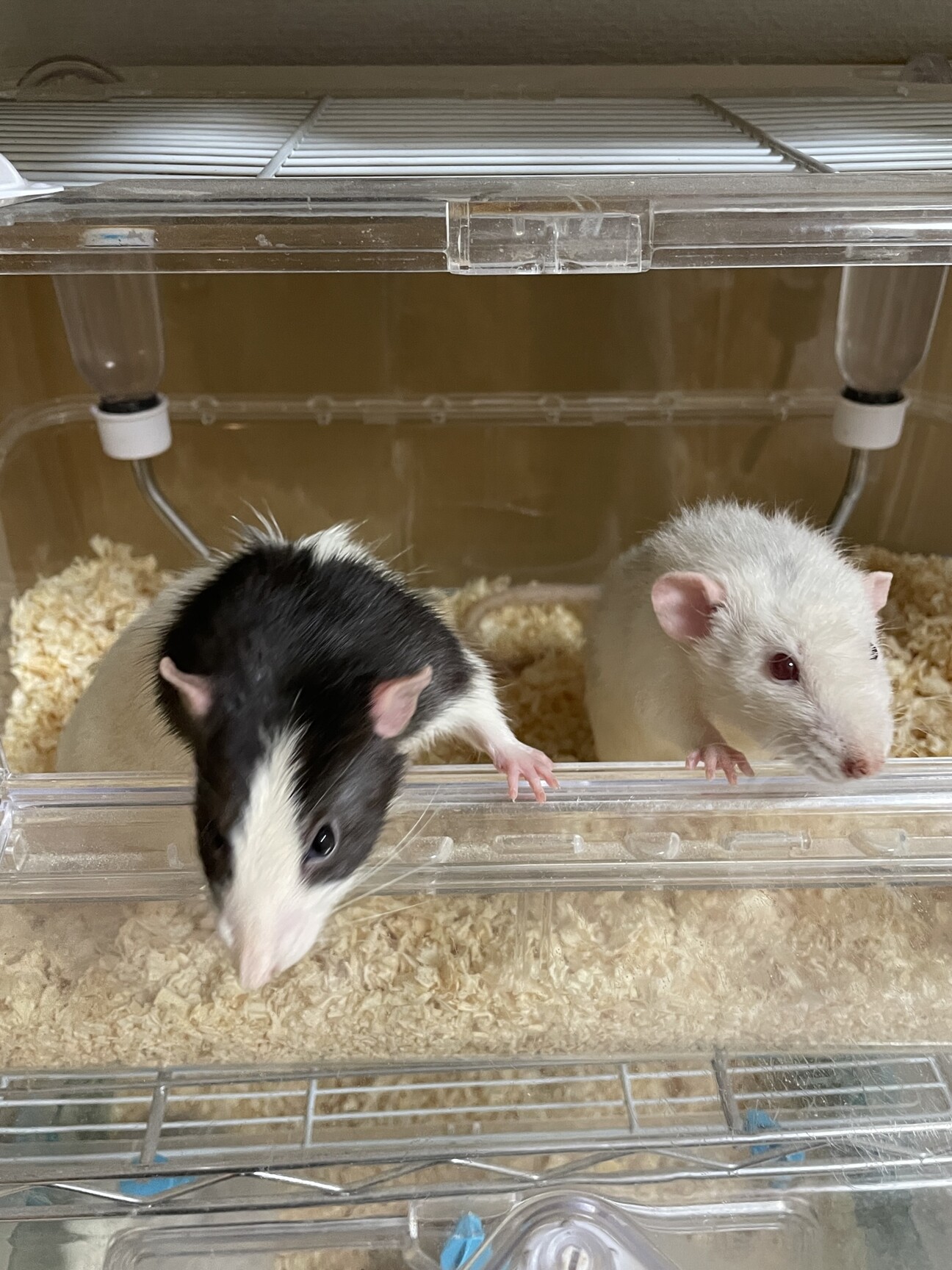 ファンシーラット オス 1歳 香川県 小動物の里親募集 ペットのおうち 月間利用者150万人
