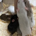 ファンシーラット　メス　1歳
