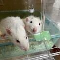 ファンシーラット　オス　兄弟　9ヶ月