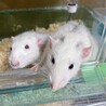 ファンシーラット　オス　兄弟　9ヶ月 サムネイル2