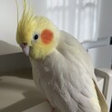 オカメインコ4羽里親募集