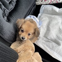 ゆきち