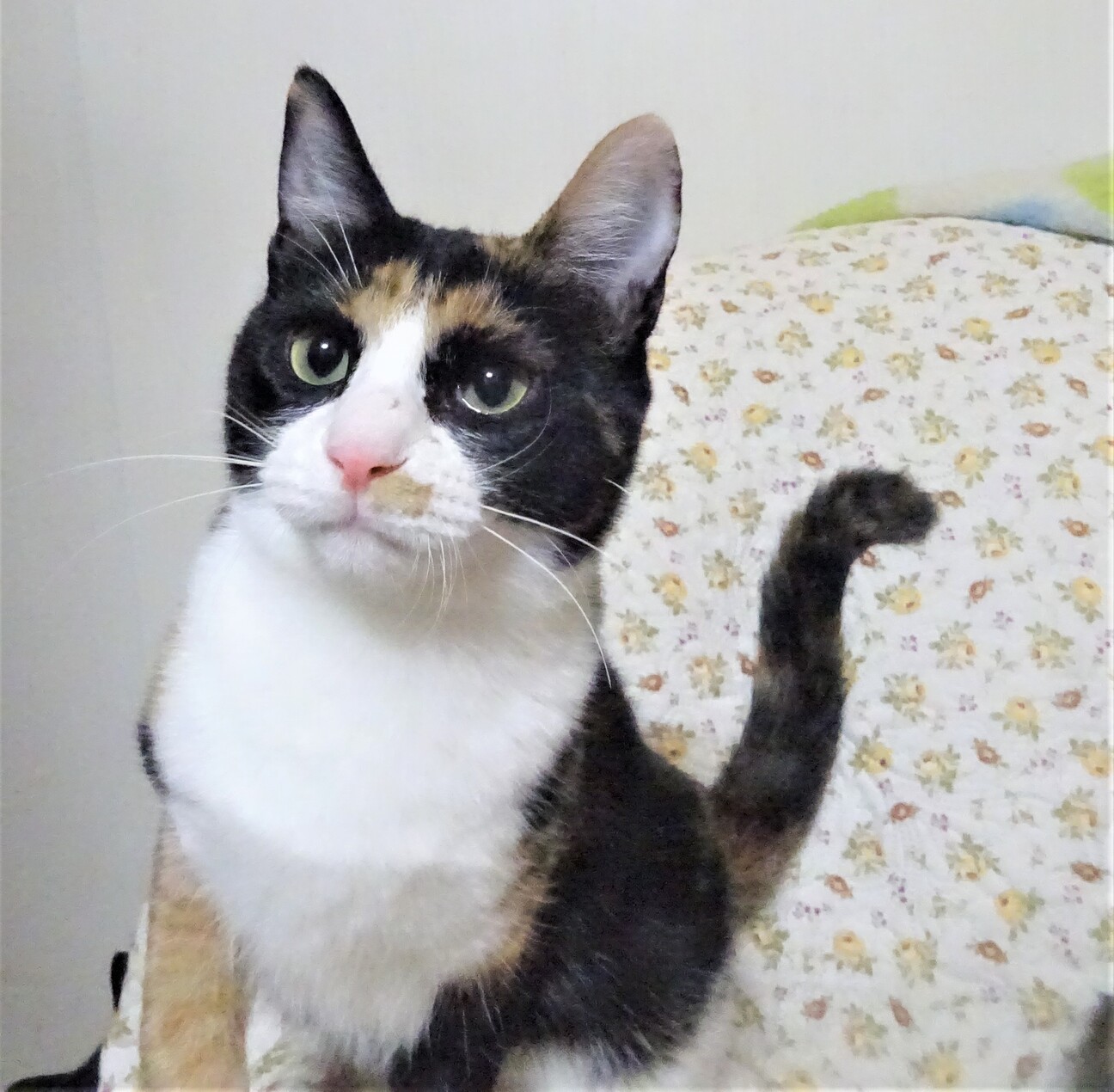 三毛猫パンダ様