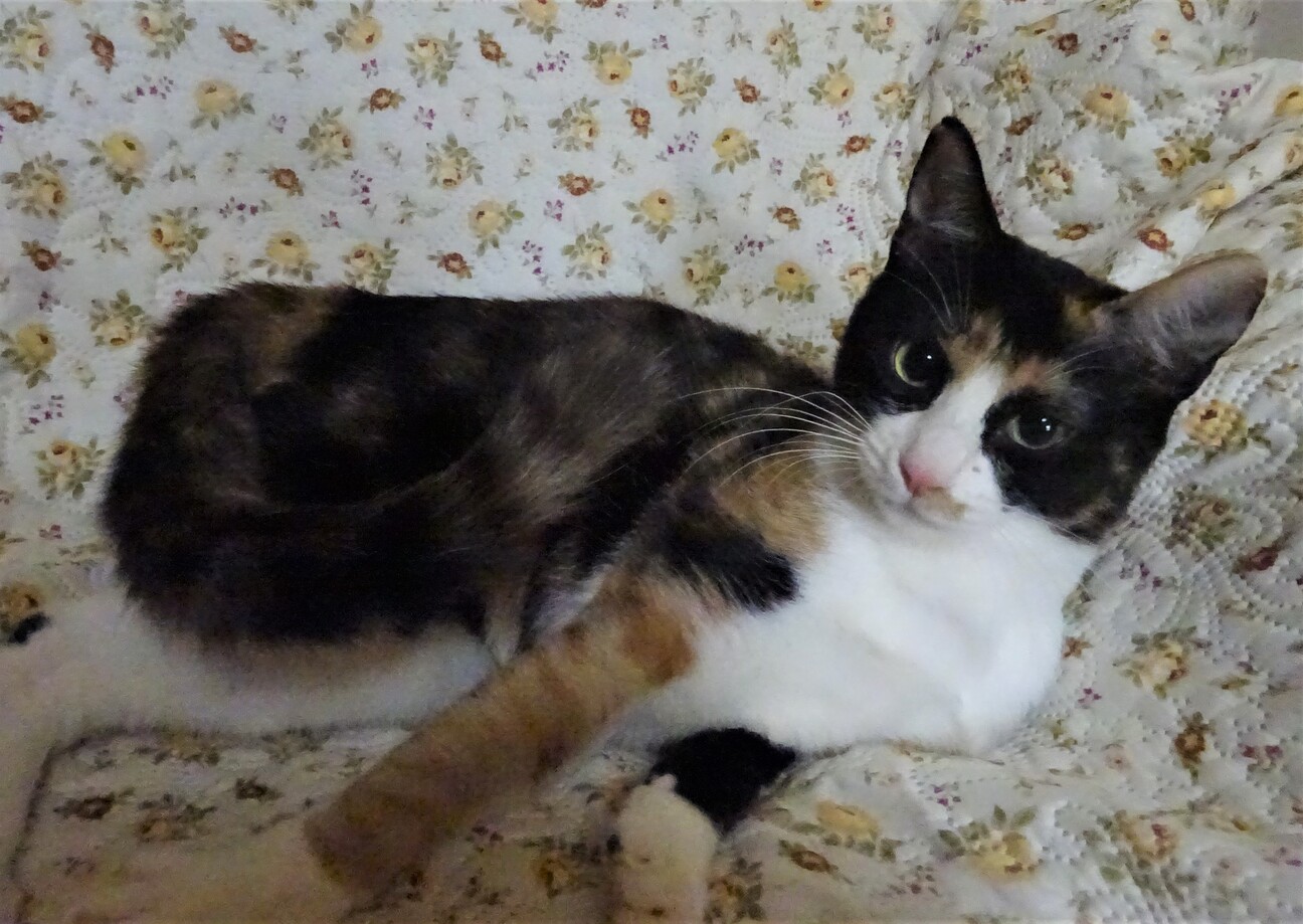 パンダ三毛、ここなちゃん」千葉県 - 猫の里親募集(381048) 4枚