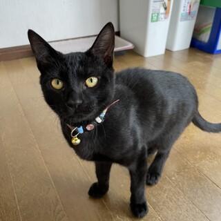 遊ぶの大好き♡元気な黒猫『やっくん』