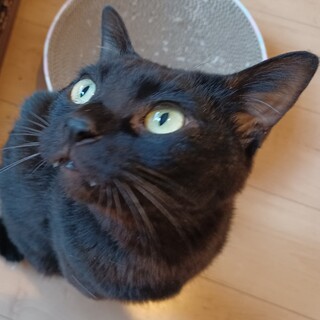 陽気な3歳黒猫あずきくん！めちゃ慣れ！