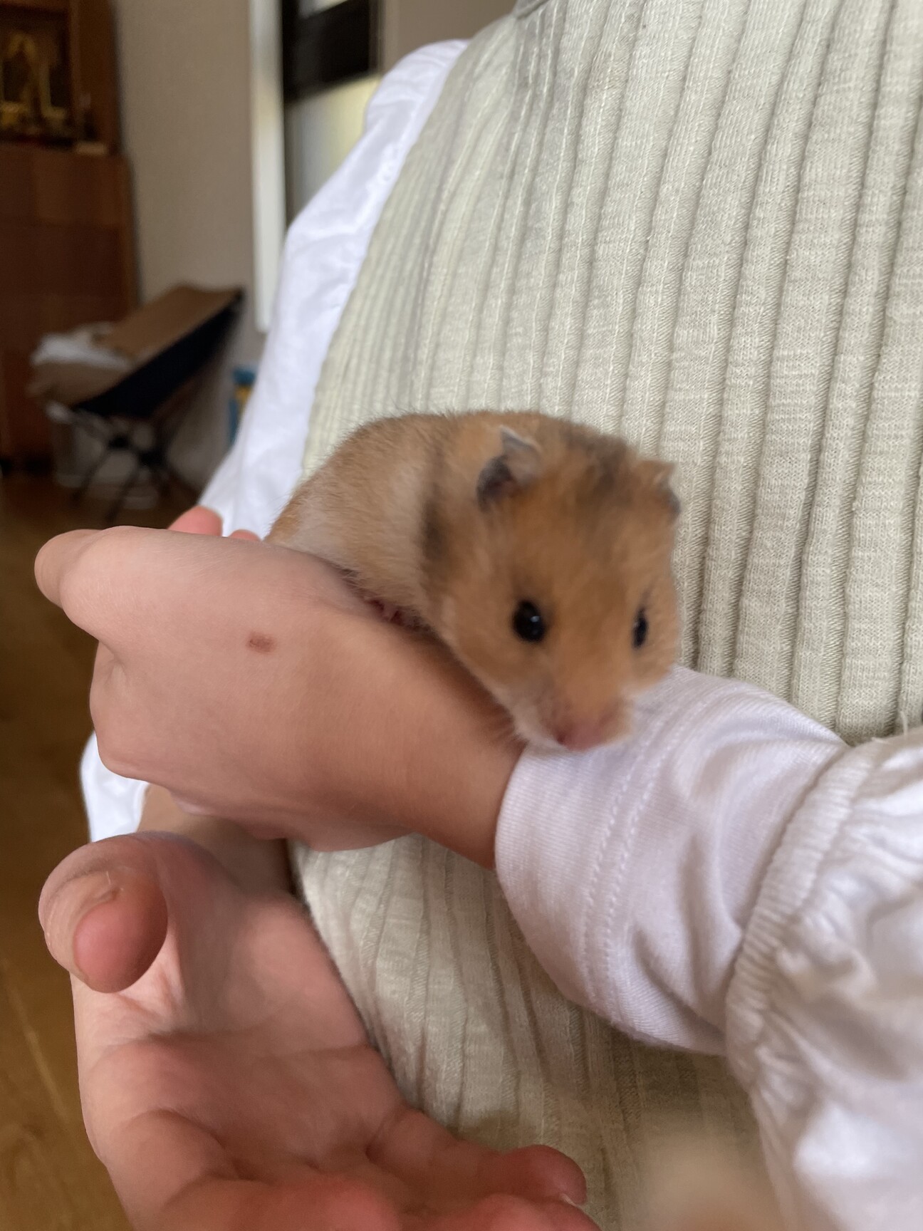 ゴールデンハムスターの赤 兵庫県 小動物の里親募集 ペットのおうち 月間利用者150万人