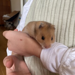 ゴールデンハムスターの赤ちゃんオス