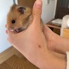 ゴールデンハムスターの赤ちゃんオス サムネイル2