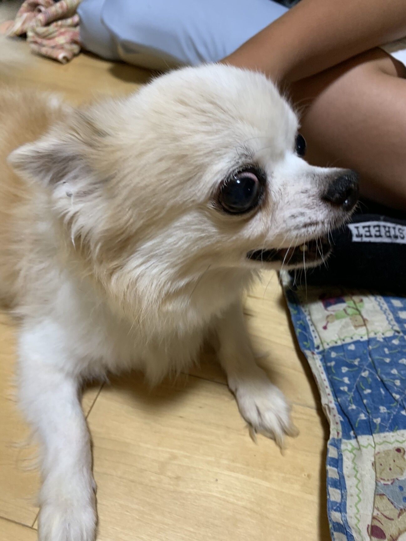 チワワのマーブルさん 急募です 岡山県 犬の里親募集 ペットのおうち 月間利用者150万人