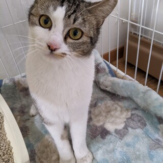 私、シマ美! 誰か家族になってね!