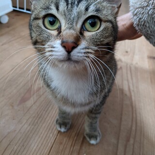 私、シマ子!とっても甘えん坊さんよ! 会いに来てね