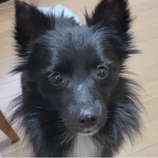 とっても優しい性格♬.*ﾟmixの男の子