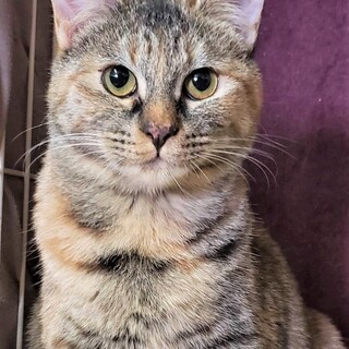 おっとり大人しい、べべちゃん