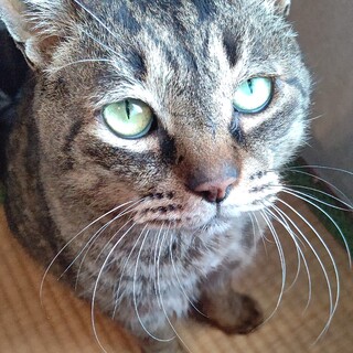 甘えん坊のキジトラおじさん　8歳位　白血病キャリア