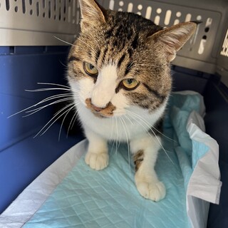 甘えん坊なオスです(去勢・ワクチン済)