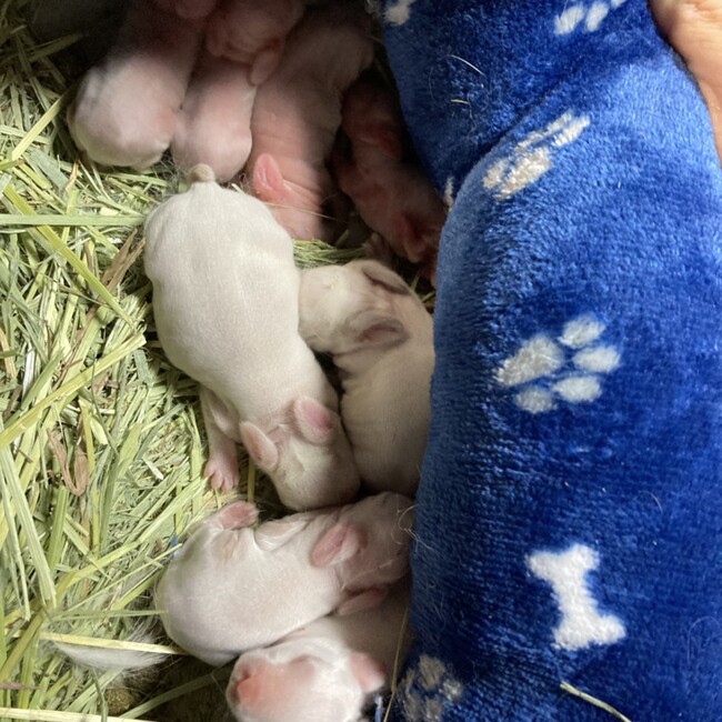 りーちゃんずのカバー写真