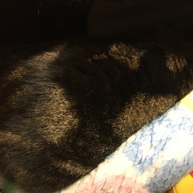 ピンプクモのカバー写真