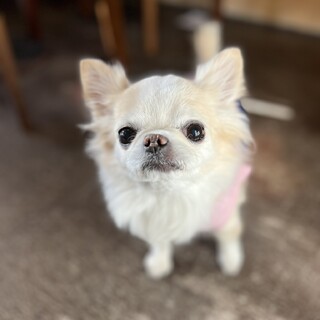 チワワのデイジー応募多数一旦停止