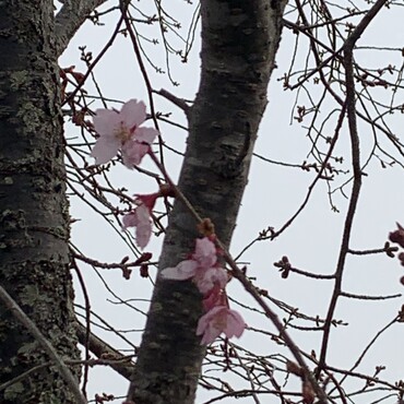 西のニャー戦隊の家の河津桜が咲き始めたよ〜みんなで春迎えようね♡