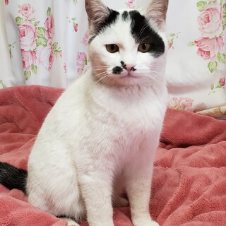 穏やかで従順で本当に良い子です