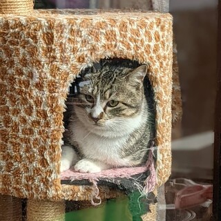 キジシロ。6か月のとら(オス)。