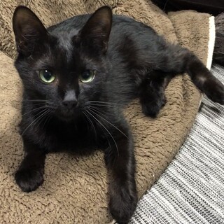 めちゃ人懐こい甘えん坊な黒メスニャン★小町ちゃん！