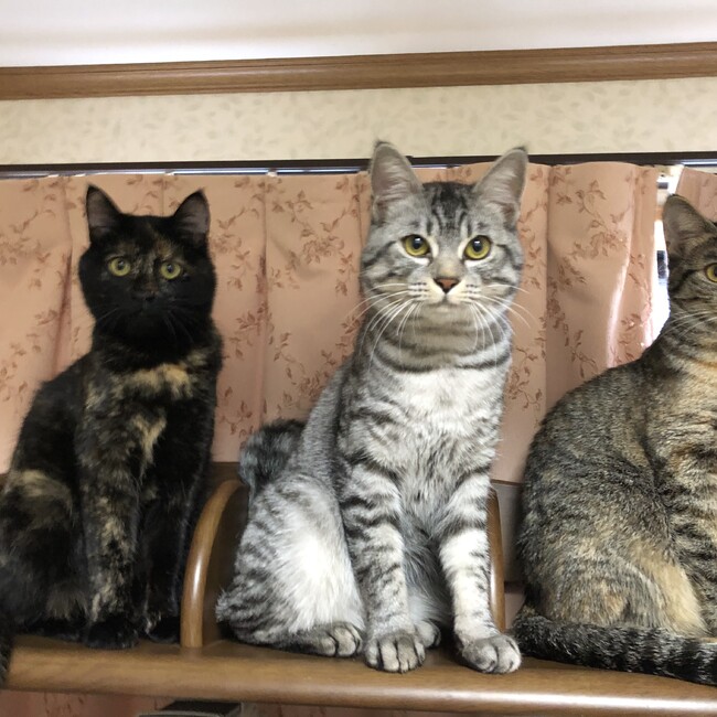 S_a_霜のカバー写真