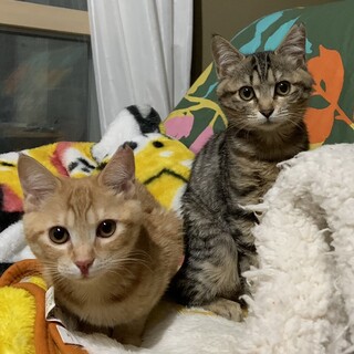 仲良し兄妹★花子♀