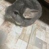 ばつまるくん
