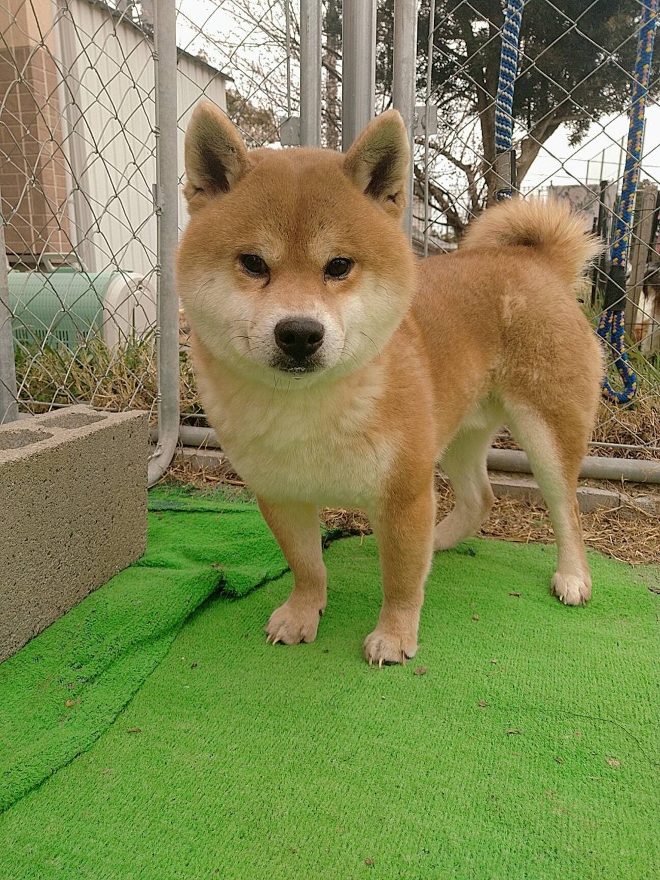 フグ田くんトライアル決定 三重県 犬の里親募集 ペットのおうち 月間利用者150万人