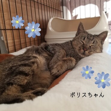 すやすやぽりすちゃん8歳
