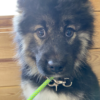 アベルのずっとのおうちを探しています