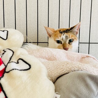 お話大好き！可愛いミケネコ！