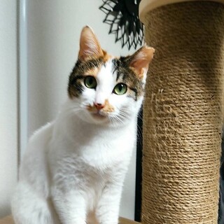 【募集一旦中止】白三毛、美人