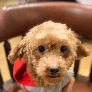 抱っこ大好き癒やし系♥ボニーちゃんです