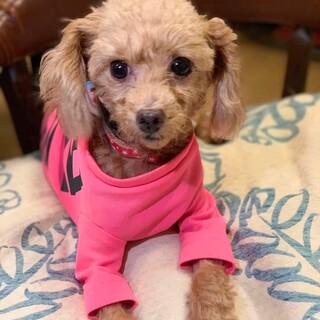 まんまるおめめの美人さんティンクちゃんです。