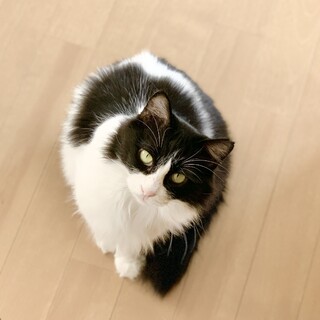 ふわふわ長毛３才 甘えん坊 スーパーかまってちゃん